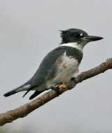 Belted Kingfisher - juvenile